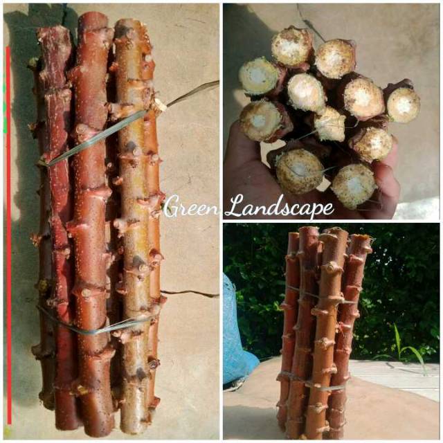 10.batang singkong mentega ukuran 25.cm /Bibit pohon singkong mentega