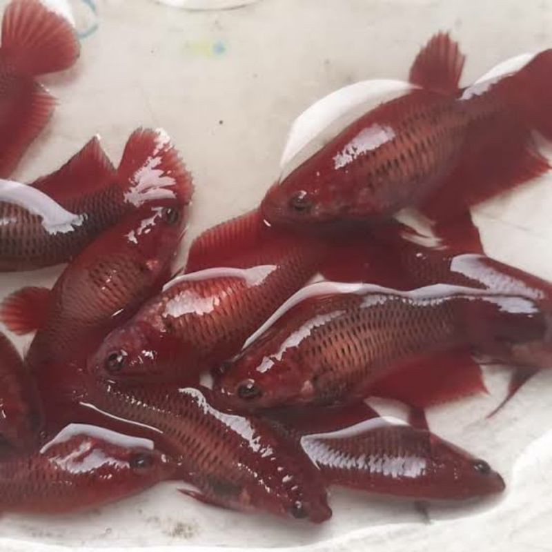 cupang male / female super red