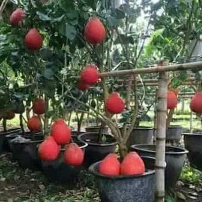 

JERUK RED PAMELO