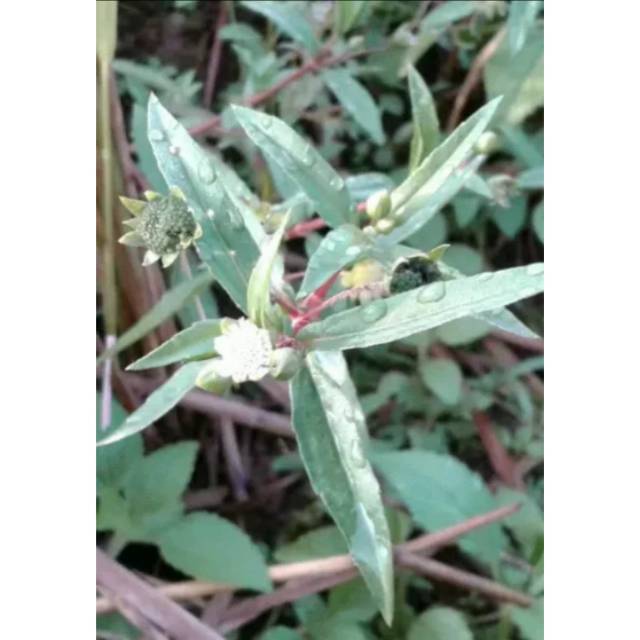 

Promo daun urang aring fresh 500 gram