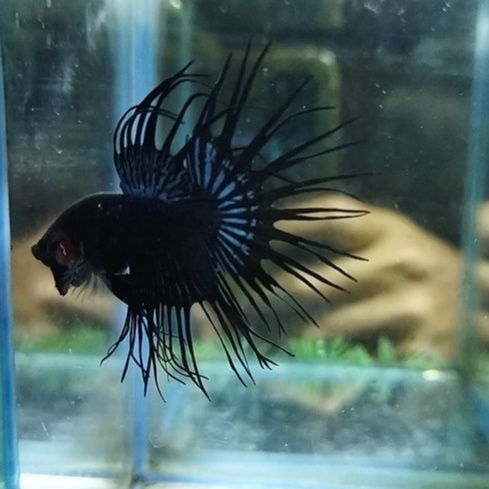 IKAN CUPANG SERIT/CROWNTAIL/CT BLACK ORCHID/BLACK LACE 100% REALPICT (KODE AJ7)