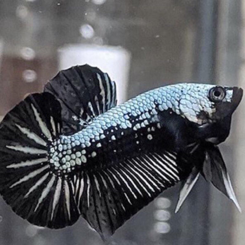 ikan cupang black samurai