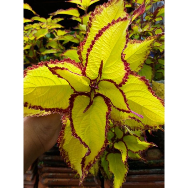 tanaman hias miana kuning/miana yellow/rimbun dan berakar JENIS MIANA/MACAM MACAM MIANA