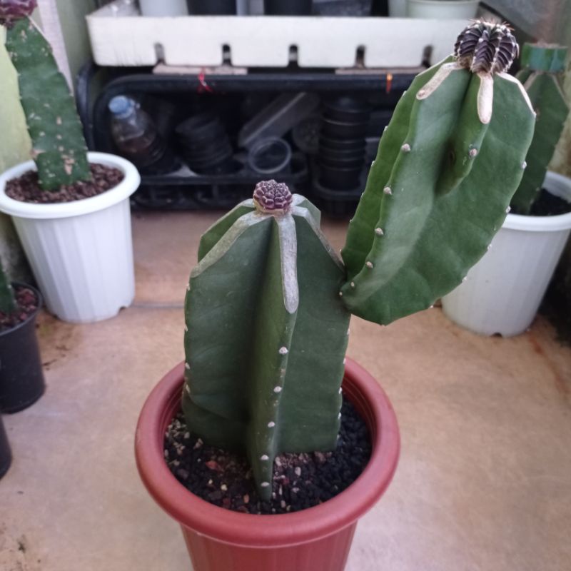 Kaktus Day Dream Kaktus LB VOS Kaktus Gymno Kaktus Murah Tanaman Hias Grafting