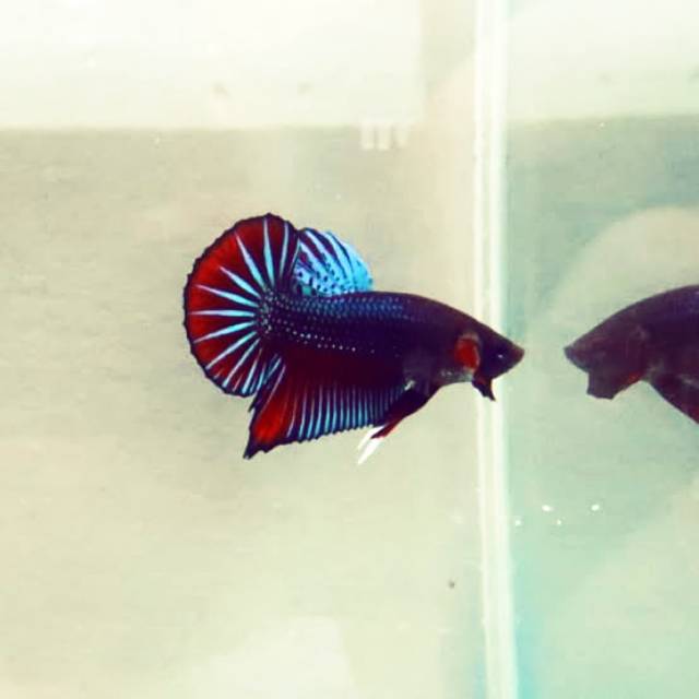 CUPANG BESGEL CUPANG GIANT