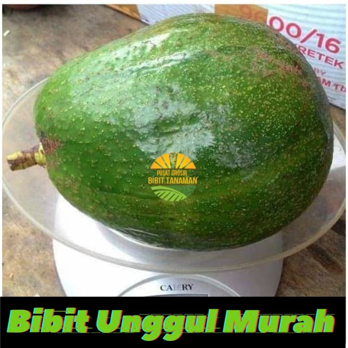 bibit alpukat kendil super murah