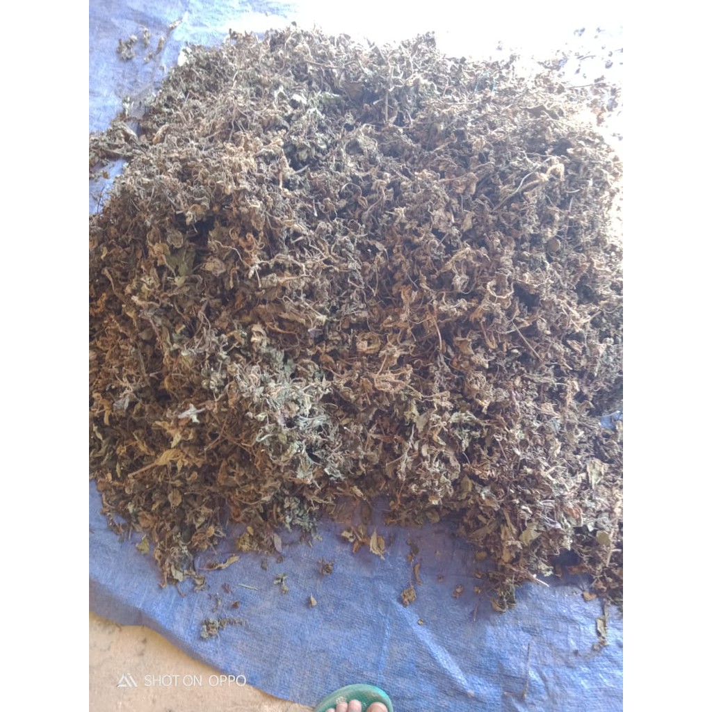 

DAUN JANGGELAN KERING BAHAN BAKU CINCAU HITAM ASLI PACITAN JAWA TIMUR