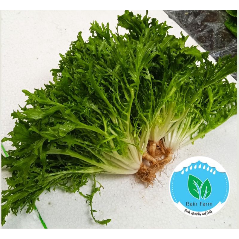 

Endive Lettuce 250 gr Rain Farm Sayur Segar Bandung