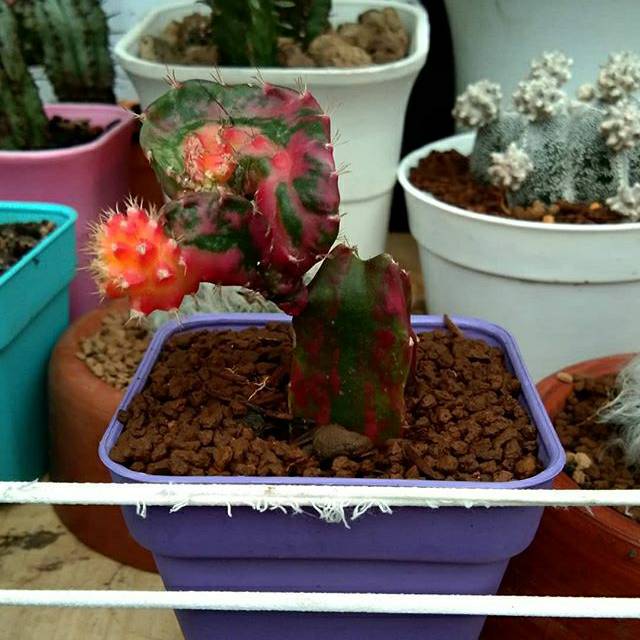 

Hylocereus x gymnocalycium