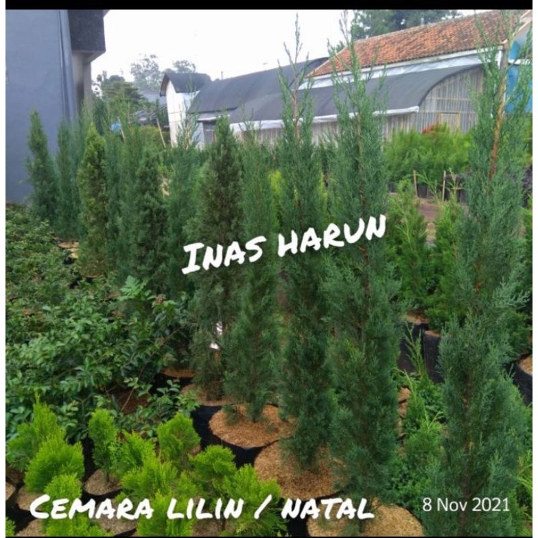 Cemara lilin Cemara natal tinggi 2meter