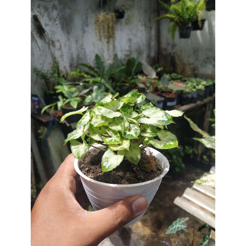 Keladi liliput/ Keladi mini/liliput mini/ Tanaman hias/ Bunga Hias