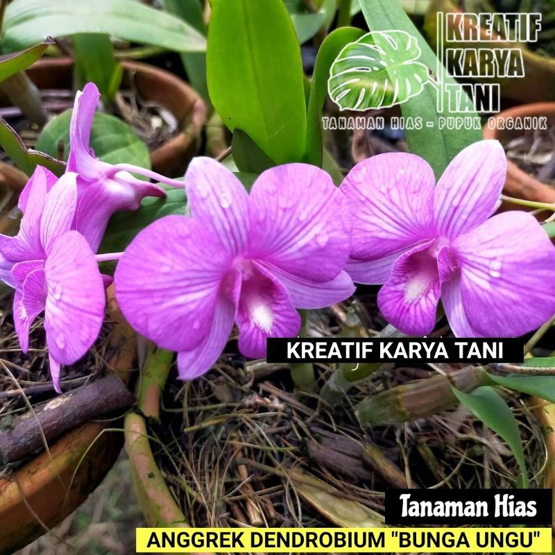 Tanaman hias Anggrek Dendrobium bunga ungu - Anggrek dendrobium bunga ungu