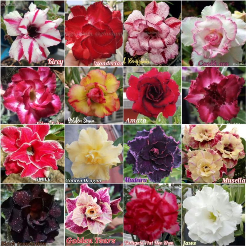 Adenium Bunga tumpuk size A+