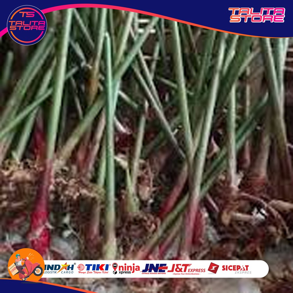 

BIBIT KAPULAGA JENIS UNGGUL TALITA STORE