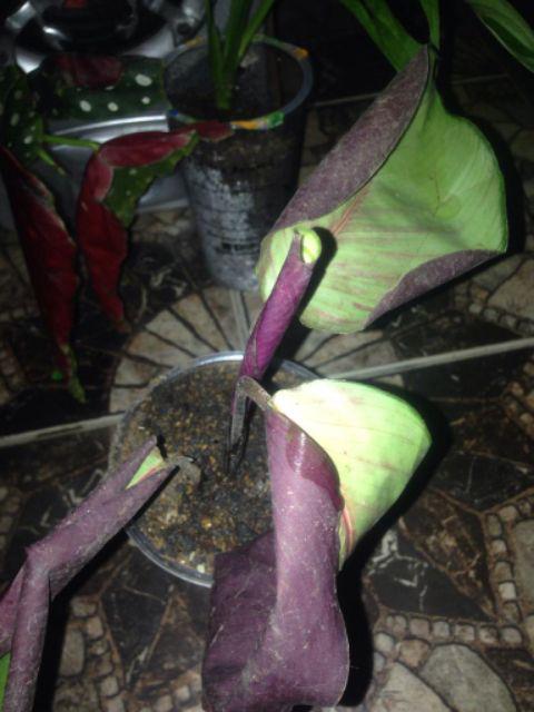 Tanaman Calathea Silver