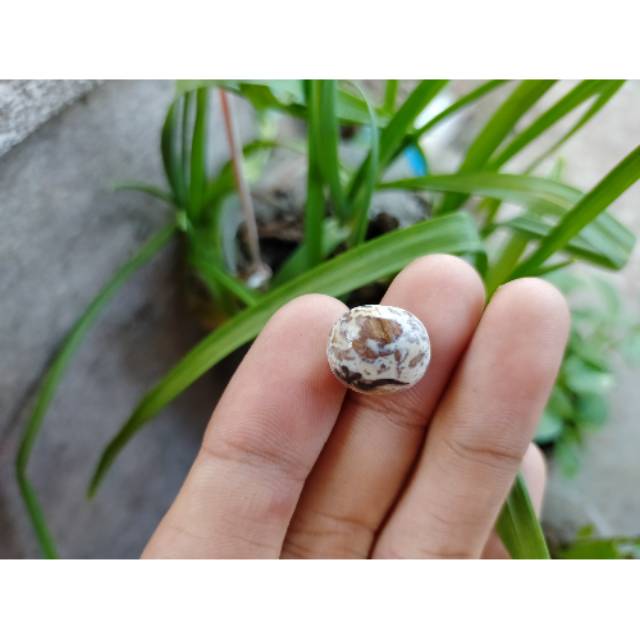 Batu akik putih susu batik asli akik cempaka alam