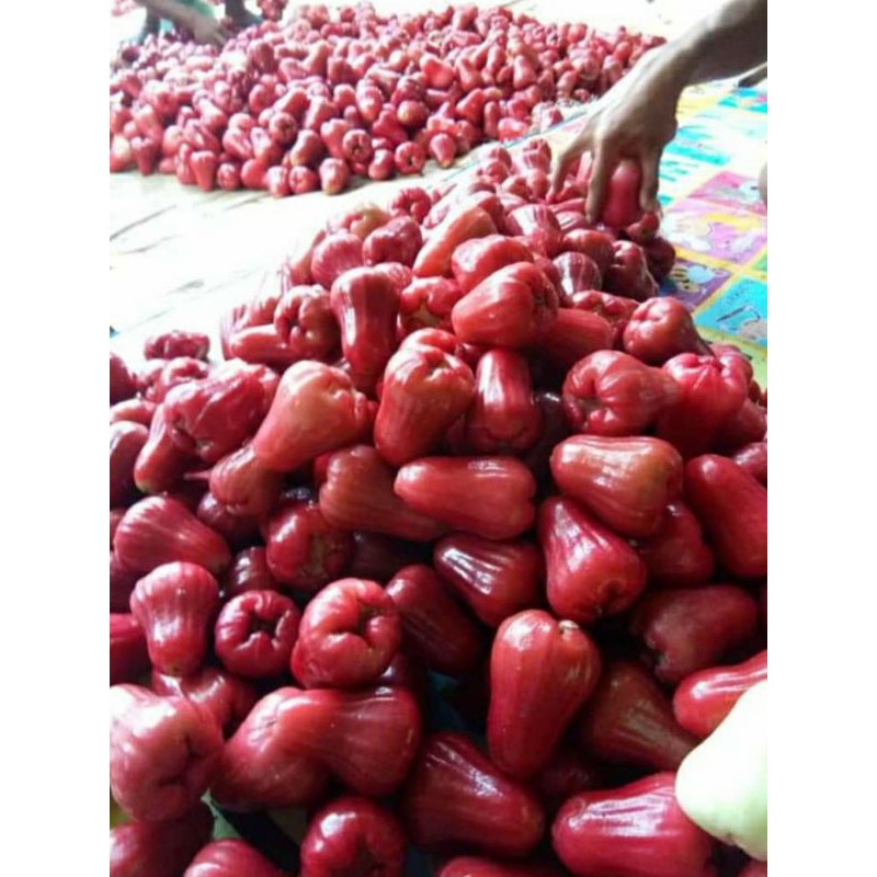 

JAMBU MERAH ASLI DEMAK LANGSUNG DARI POHONNYA