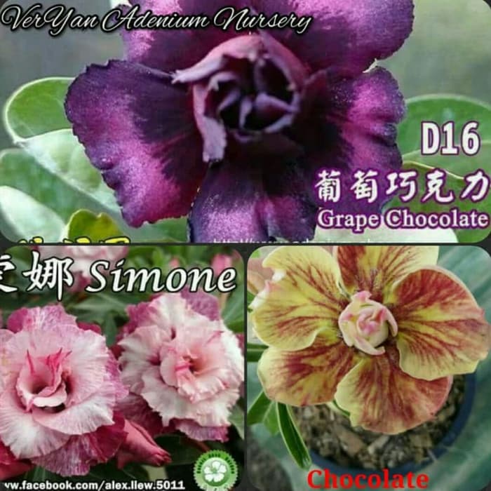 

Paket 3 Bibit Bunga Adenium Grape Chocolate - Simone - Chocolate