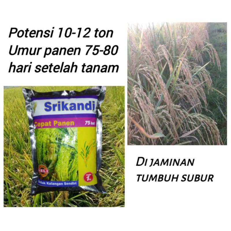 Benih Padi Srikandi asli Indonesia sri kandi