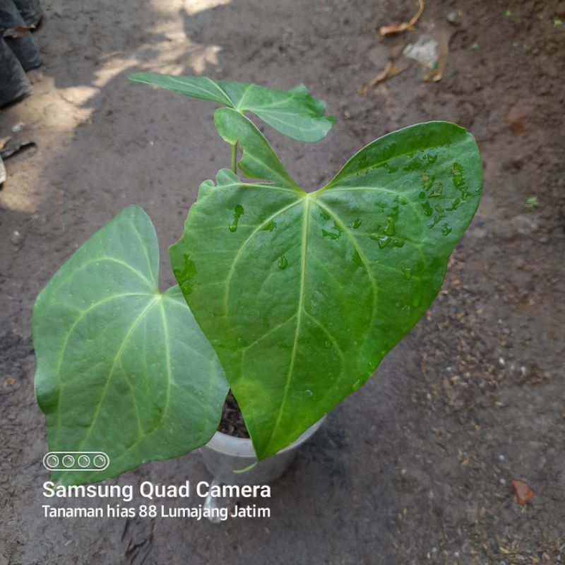 tanaman hias anthurium clarinervium hybrid atau tarantula hybrid kuping gajah karet hybrid dikirim s