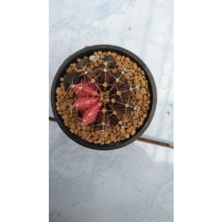 

Lb hibrid variegata