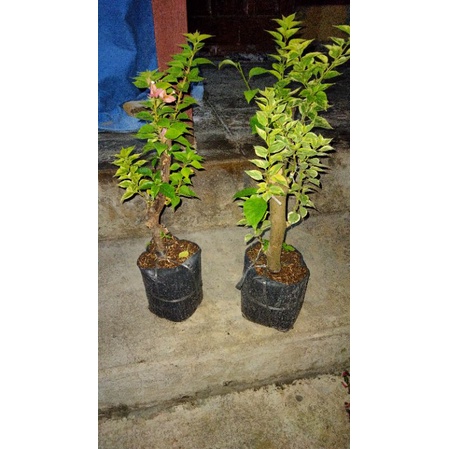 tanaman bibit bunga hias Bougenville 2 warna batang besar  merah fanta & kuning tumpuk varigata ,bog