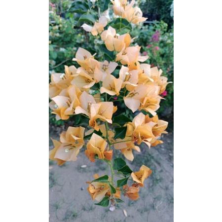 bougenville  monalisa kuning