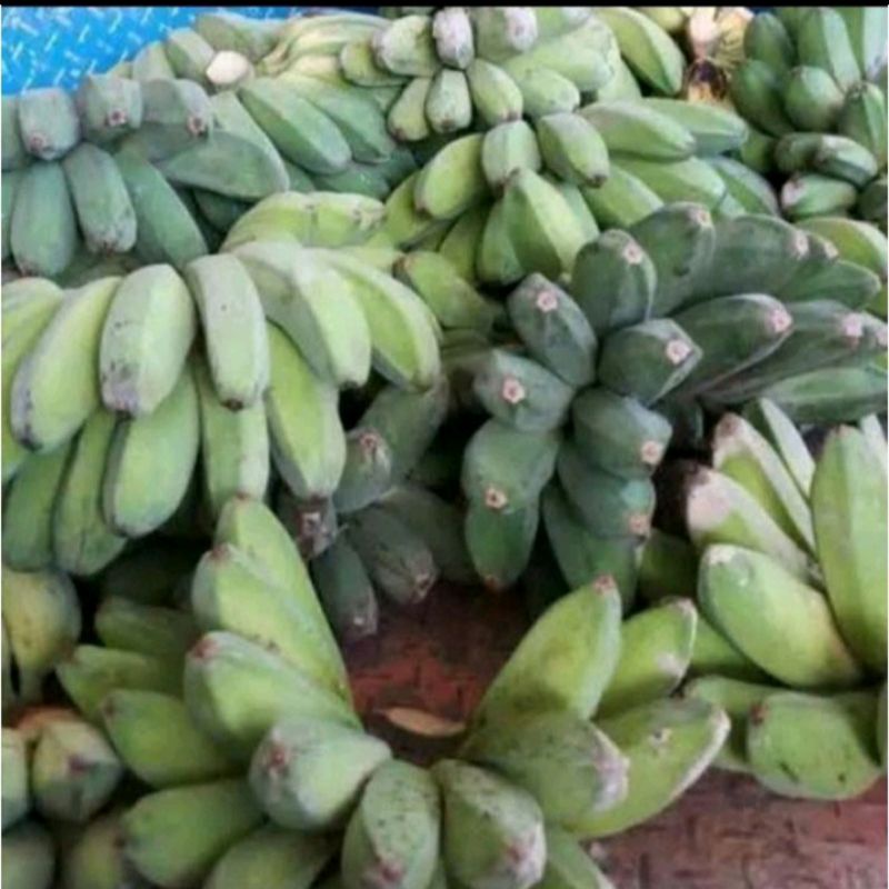 

PISANG KEPOK MENTAH BAHAN KERIPIK HARGA UNTUK 1KG MEDAN