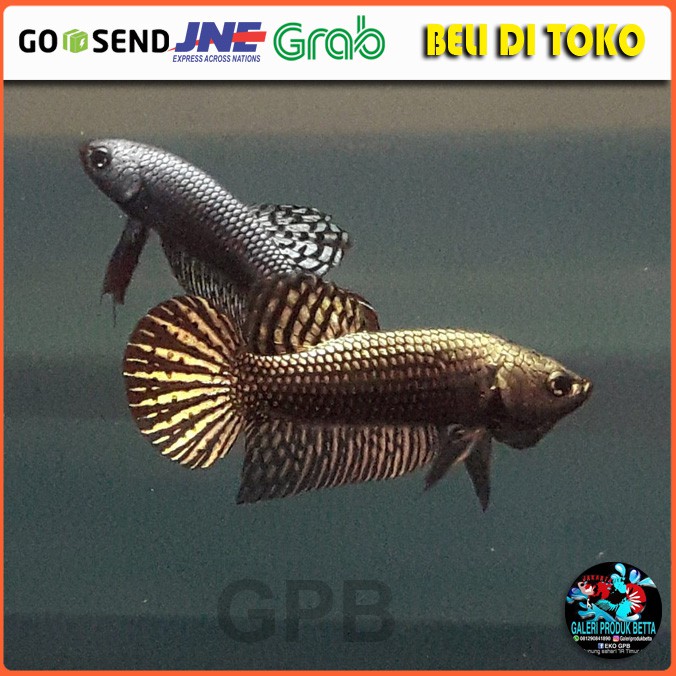 COD Wildbetta Alien Copper Ikan Cupang Copper Ikan Cupang Hias Alien Copper Cupang 4 Bulan