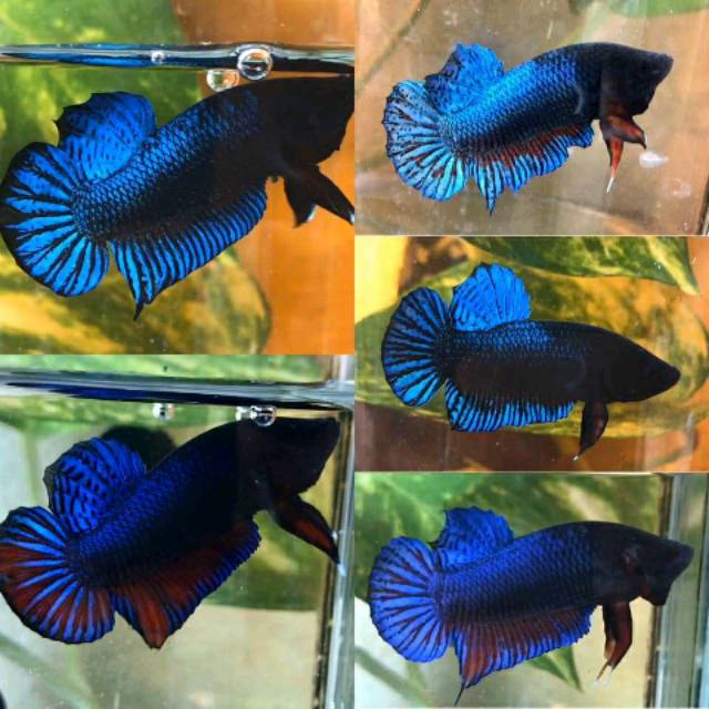 IKAN CUPANG ADUAN SINGAPORE X MDS PROMO BELI 3 GRATIS 1