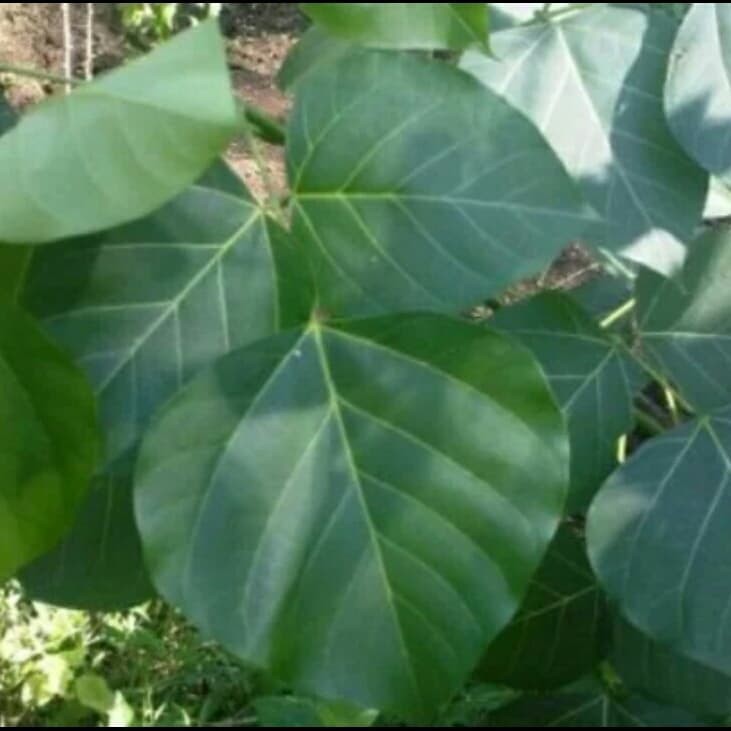 

[PROMO] Daun dadap segar Obat Herbal
