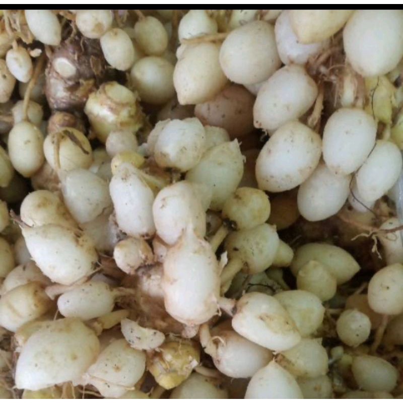 

kunyit putih segar 250g