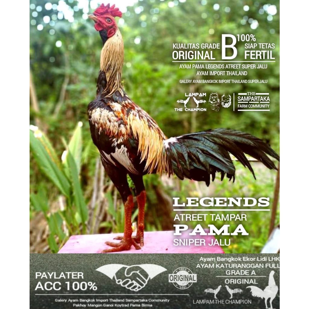 Ayam bangkok pama thailand ori telur fertil grade B mangon birma pakhoy