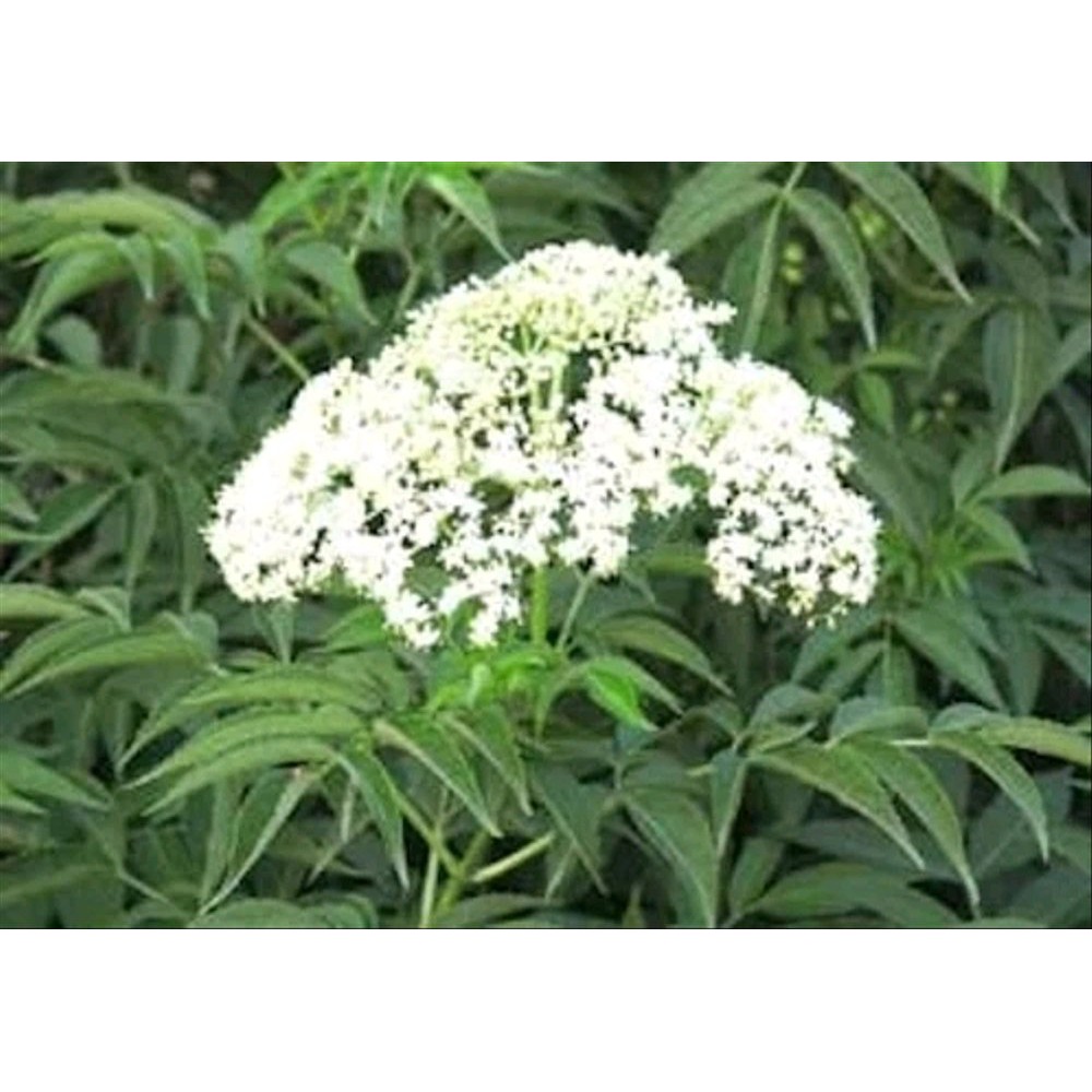Jual Jual Daun Sangitan Segar Sambucus Javanica 400 gram GRATIS daun