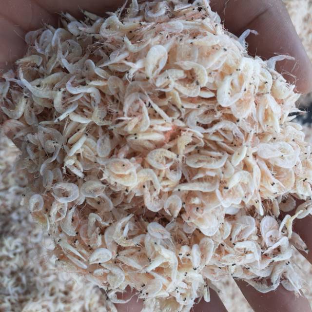 

UDANG HEPI/KECEPEH SUPER BERAT 1 KG