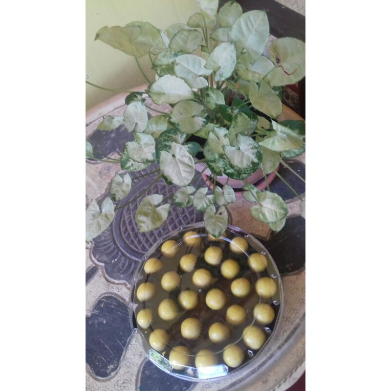 

Kue nastar isi selai nanas