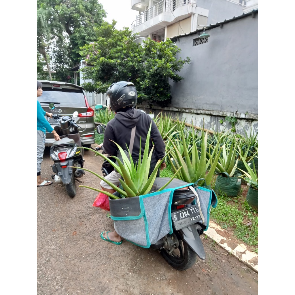 POHON INDUKAN LIDAH BUAYA SINENSIS JUMBO SIAP PANEN