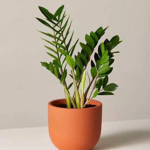 tanaman hias zamia dolar - z plant - jamia dolar