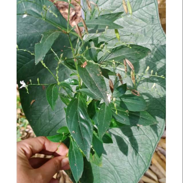 

Daun sambiloto