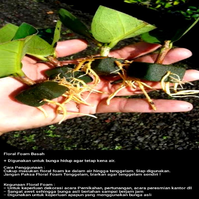 Media Tanam Floral foam basah cacah bonggol Aglonema stek batang Aglonema