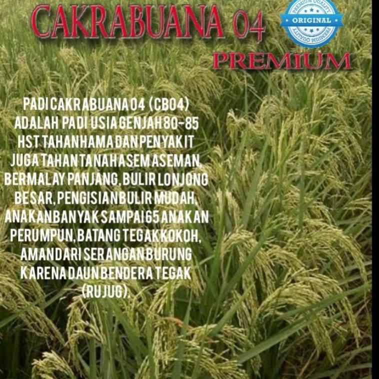 ⟳ benih padi cakrabuana 04 5kg original ㅯ