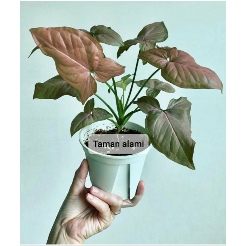 tanaman hias singonium pink - singonium - tanaman daun pink
