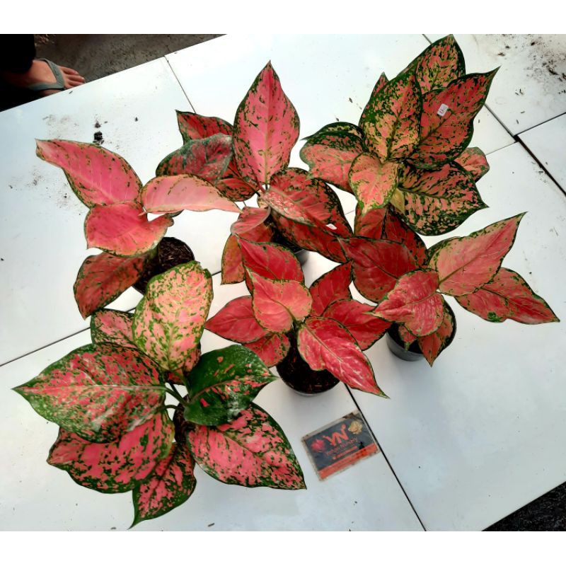 paket aglaonema bunga tanaman hias 6 pohon