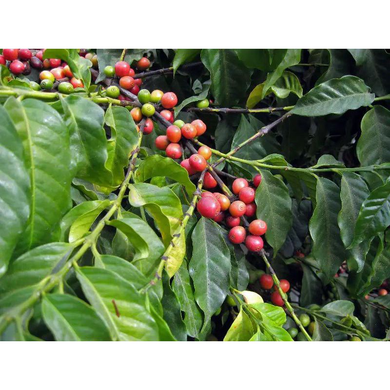 

daun kopi segar obat herbal 1 kg