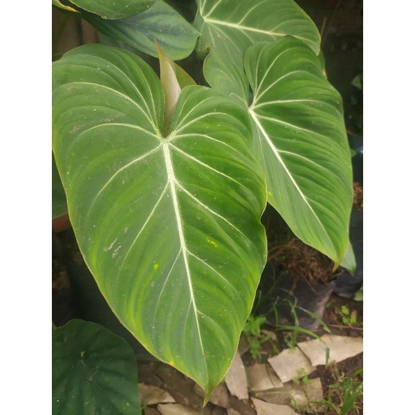 philodendron glorisium