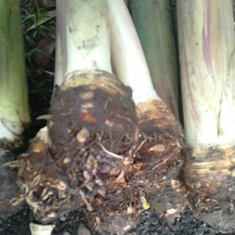 

Bentoel Bentul Umbi talas segar minim order 2 kg @ kilogram