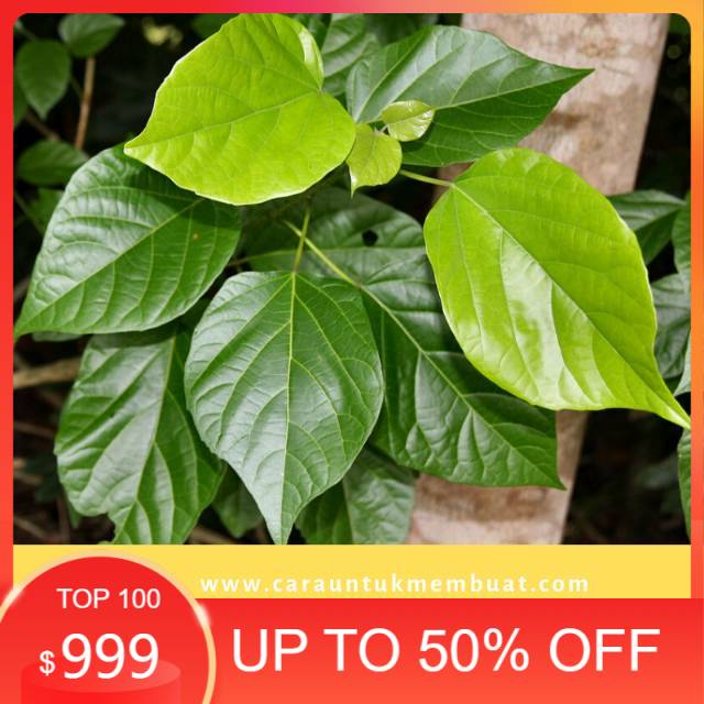 

Ready stock Daun wahong gunung segar 100gram siap petik ke kebun