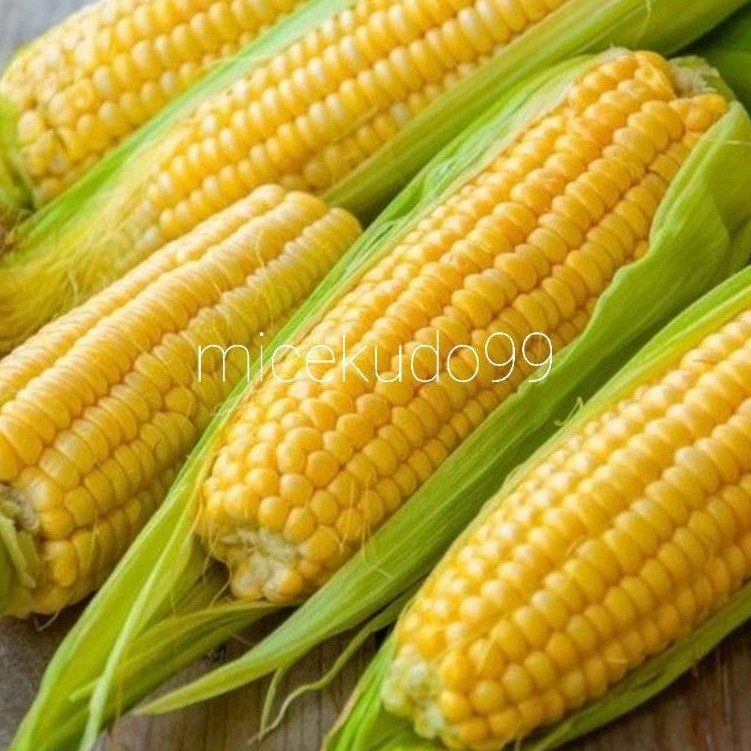 

JAGUNG MANIS SEGAR / SWEET CORN FRESH / SAYUR