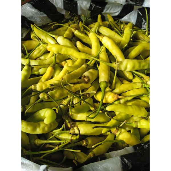 

cabai rawit putih fresh 1kg