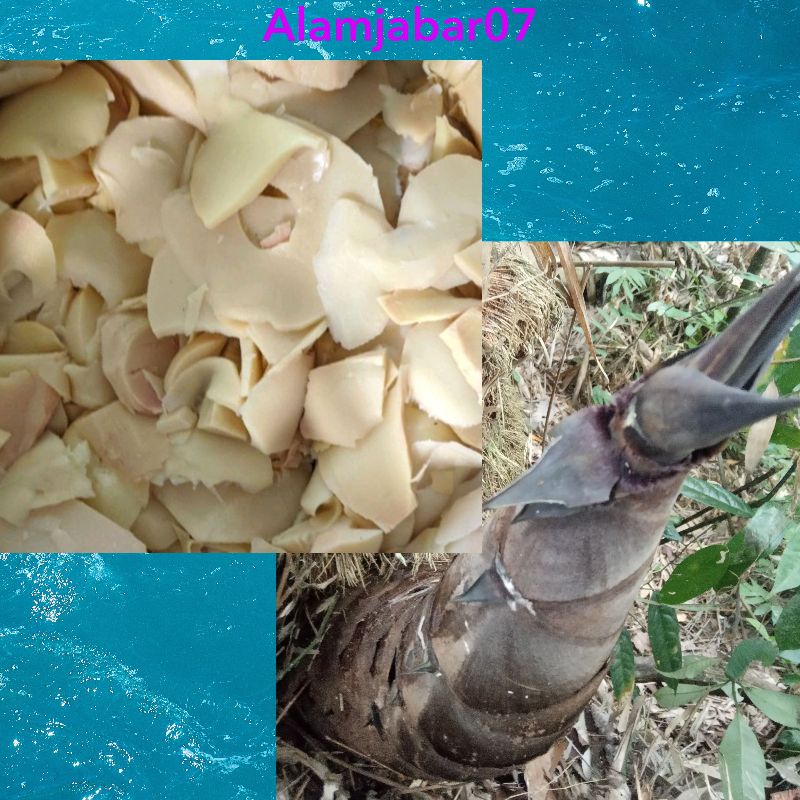 

Rebung segar isi 250 gr